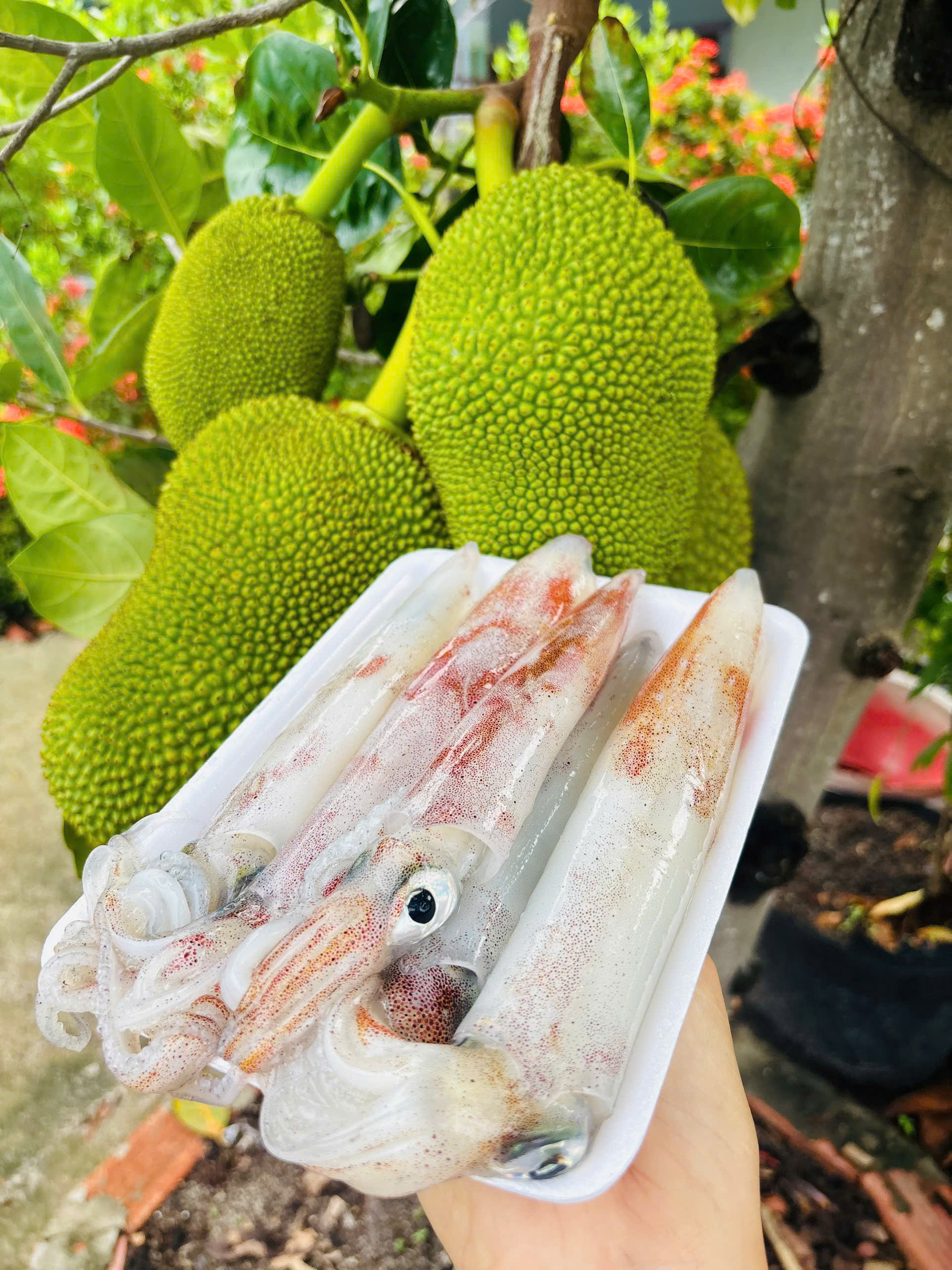 MỰC ỐNG tươi sống (tùy size lớn nhỏ 6-10 hoặc 12-14-17con/Kg)