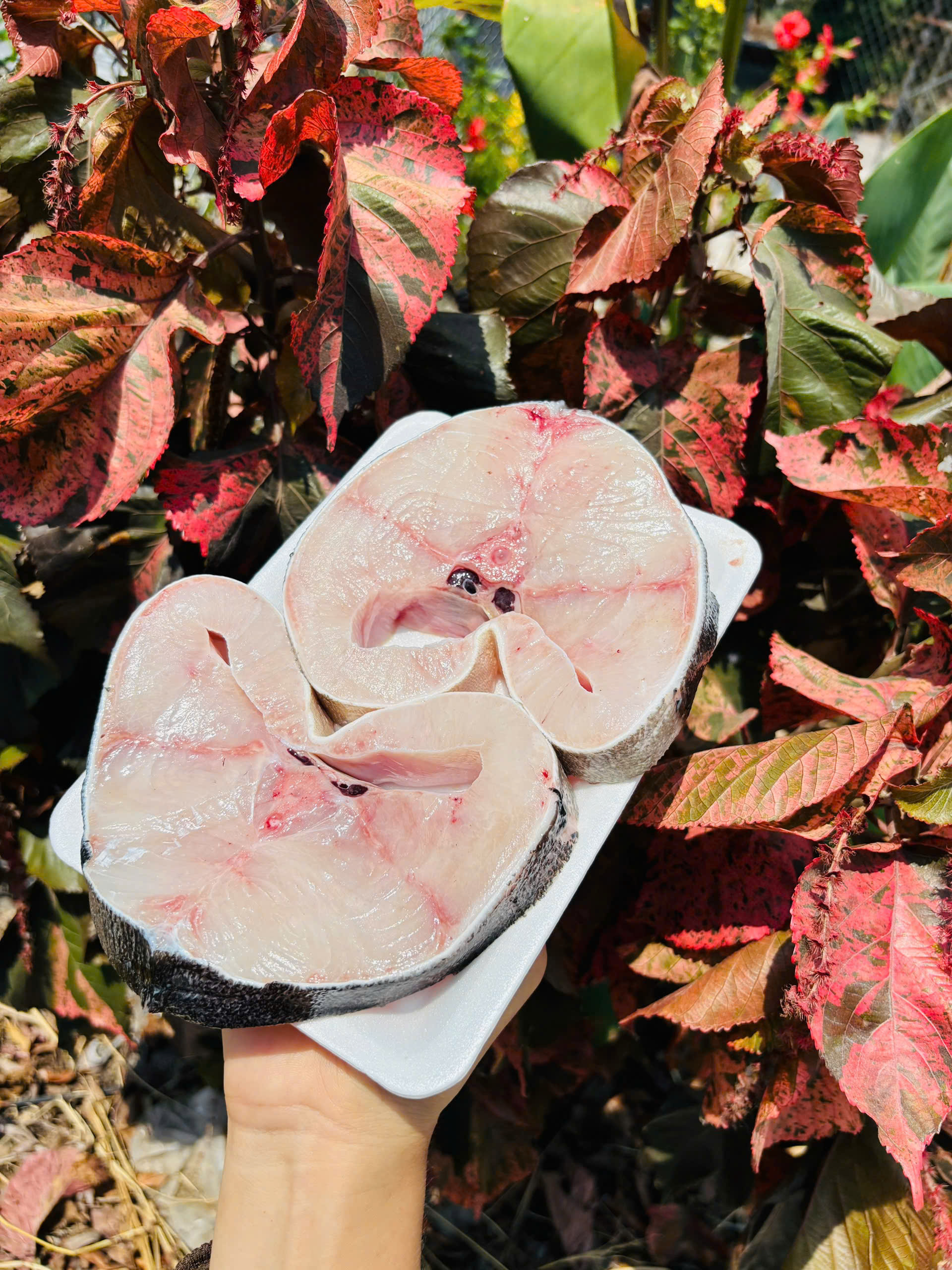 CÁ BỚP (thịt lát)