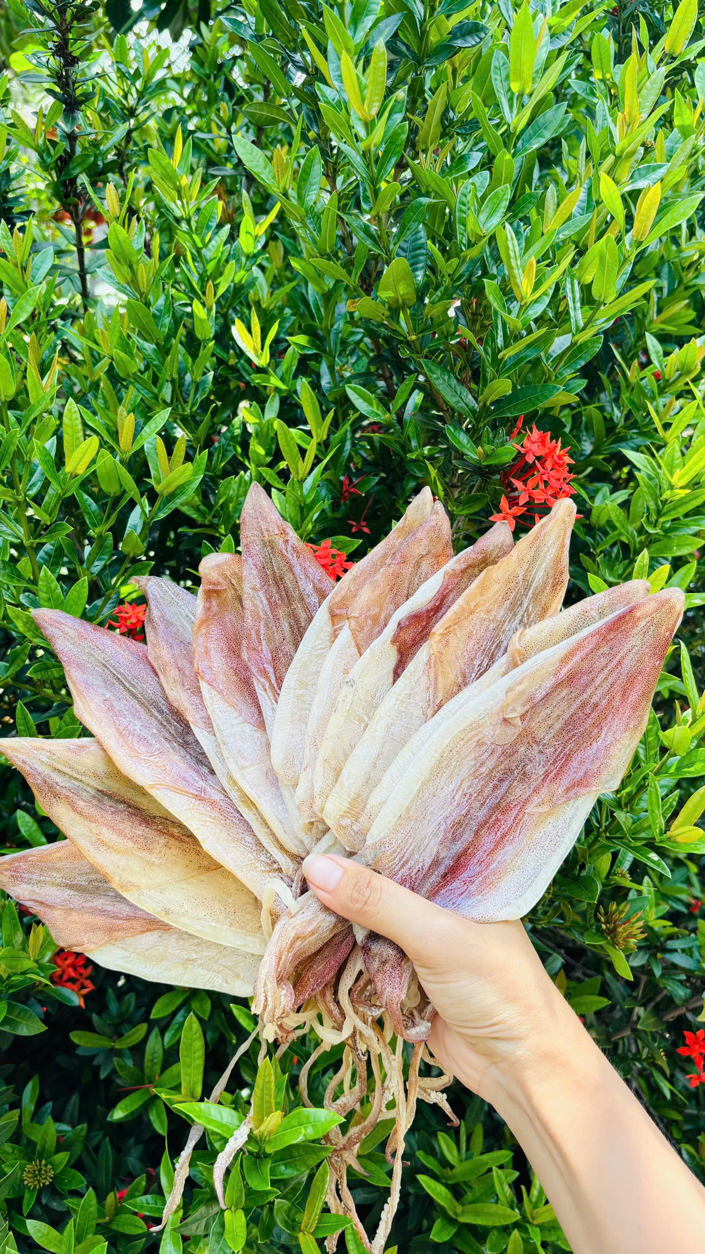 KHÔ MỰC CÂU size bàn tay 24-26con/Kg
